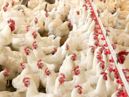 Paraná bate recorde na produção de carne de frango