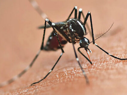 Paraná participa de teste para combater Aedes aegypti.