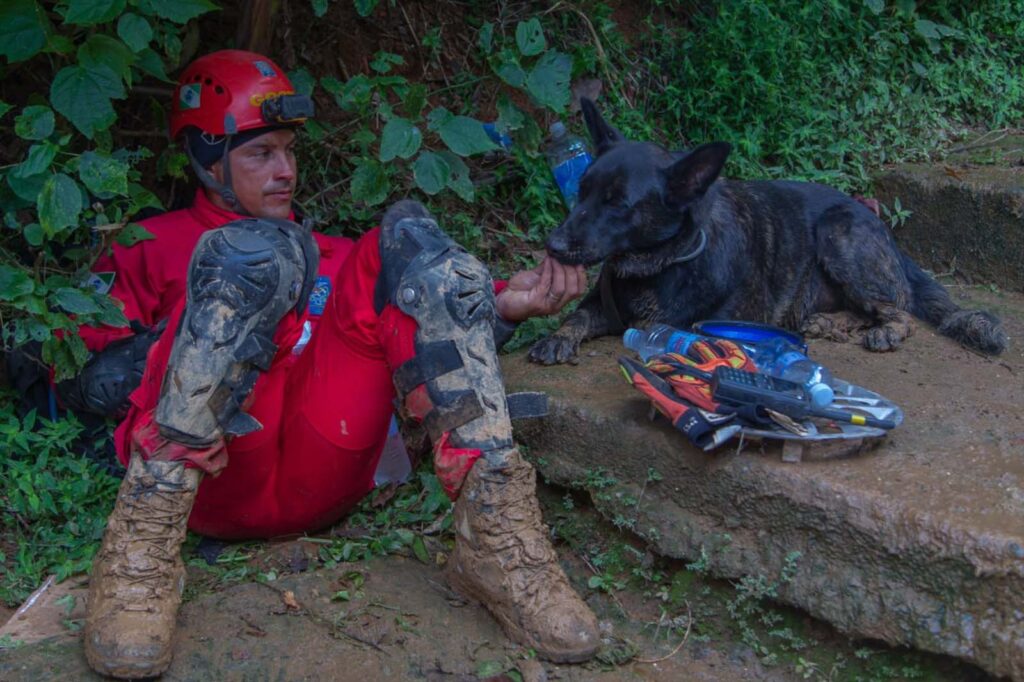 Paraná vai mandar novos bombeiros com cães de busca para o Rio Grande do Sul