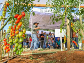 Propriedade de Apucarana vira referência na produção de tomate orgânico