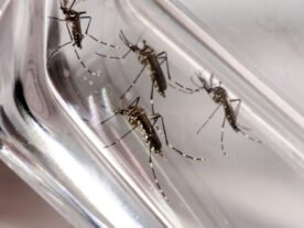 dengue paraná boletim casos mortes