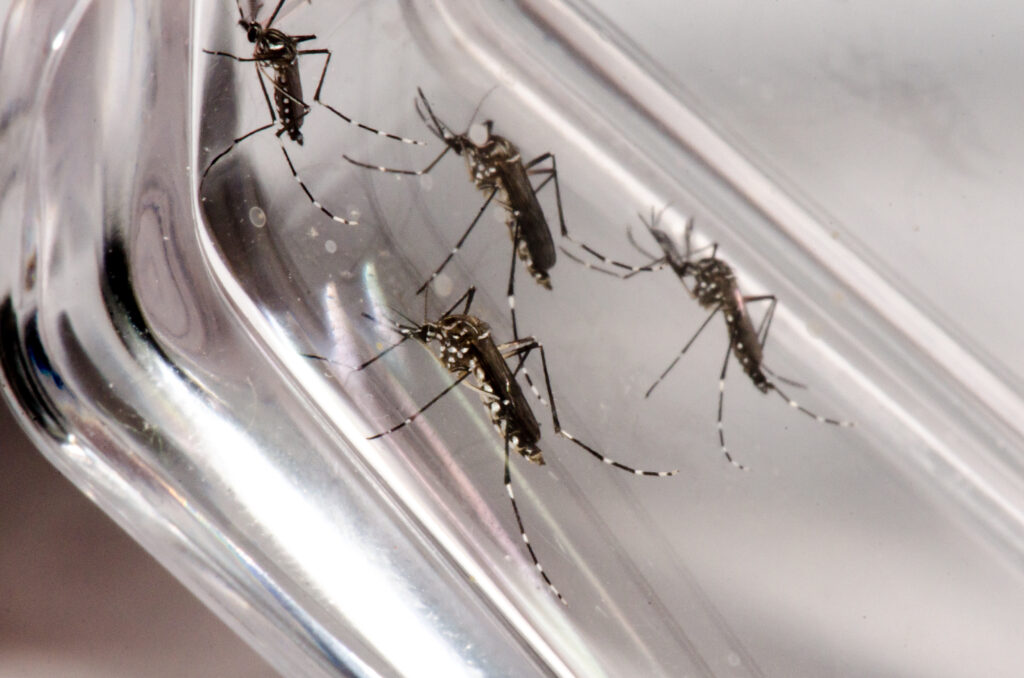 Boletim confirma 32 mil casos e 21 mortes por dengue no Paraná
