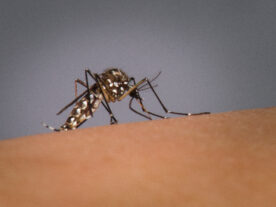 Paraná confirma mais 18 mil casos de dengue e 15 mortes