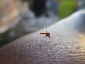 mosquito-2566773_1280-dengue-em-curitiba-casos