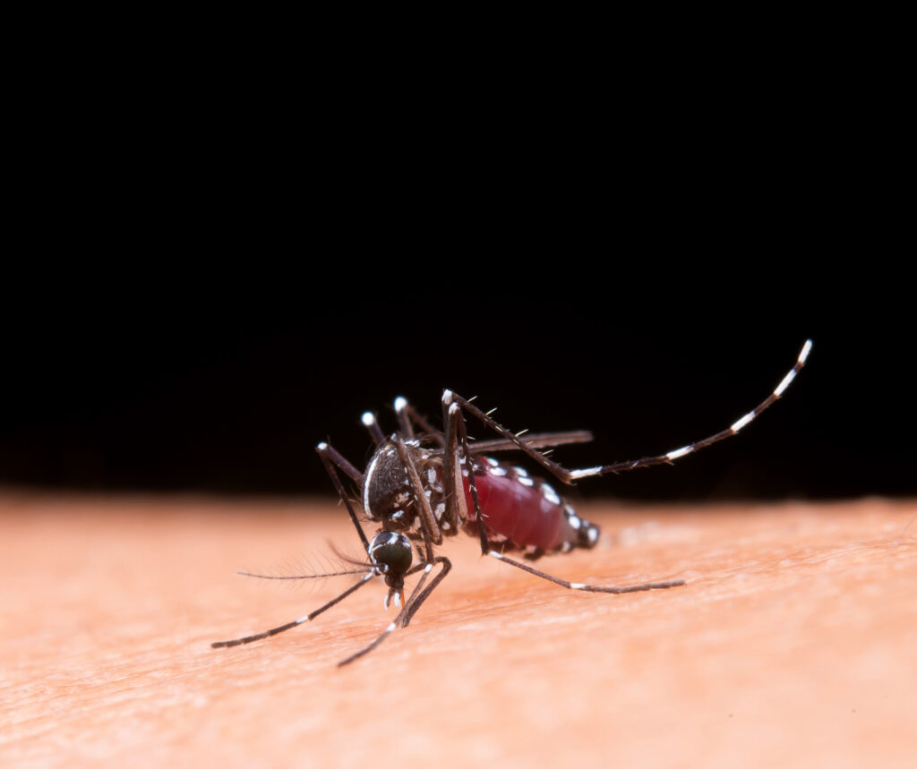 Dengue no Paraná: boletim confirma 34 mil novos casos da doença