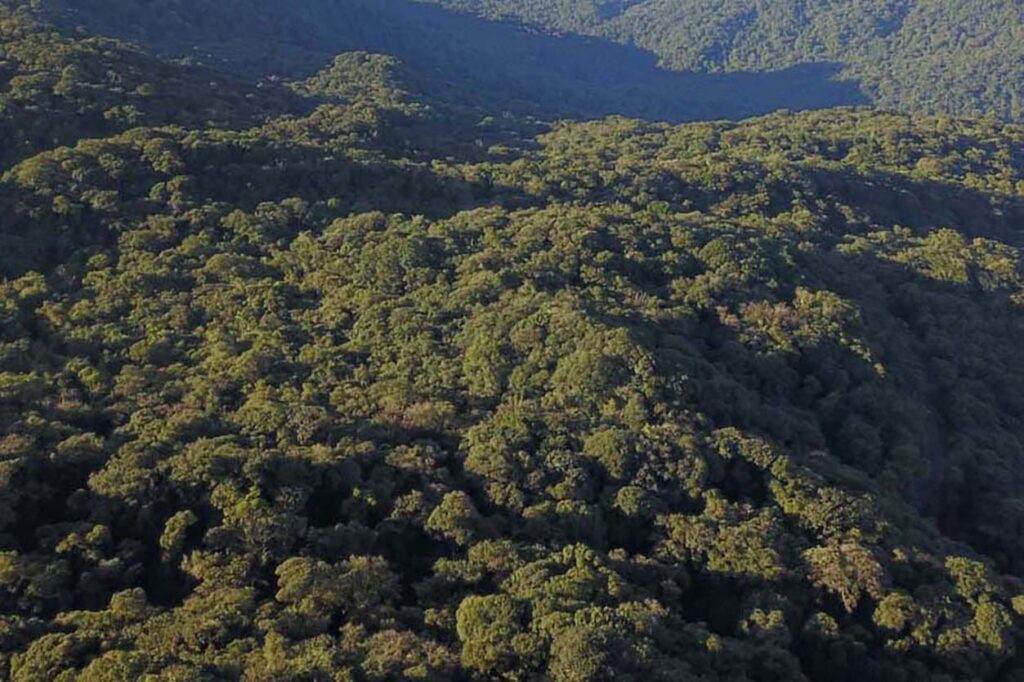 Paraná tem o melhor índice do país na redução de desmatamento