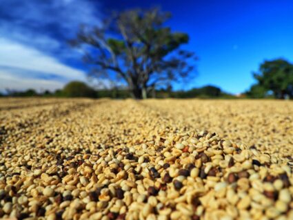 Paraná pode produzir até 750 mil sacas de café em quase metade dos municípios