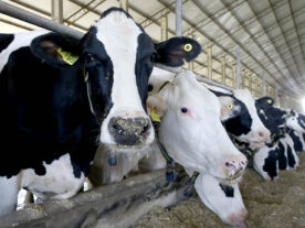 leite produção vacas