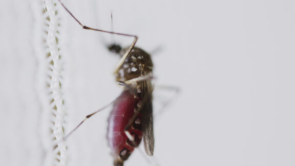 Dengue: Governo do Paraná confirma mais 22 mortes pela doença