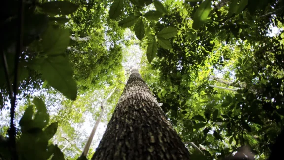 Startup de Maringá cria plataforma para compensar pegada de carbono