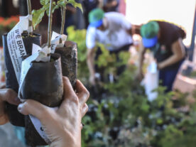 Dia do Meio Ambiente: Curitiba distribui 10 mil mudas de árvores de graça