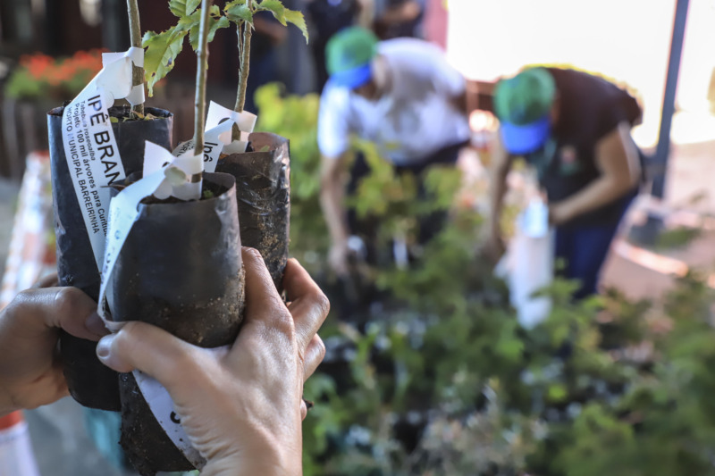 Dia do Meio Ambiente: Curitiba distribui 10 mil mudas de árvores de graça