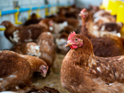 Novos casos da doença de Newcastle em galinhas do RS são descartados